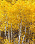 1-50 Quaking Aspen Trees (Populus tremuloides) Live Bareroot 18-24 Inches Tall, 3 bareroot trees