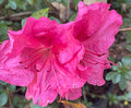 Autumn Rouge Encore Azalea