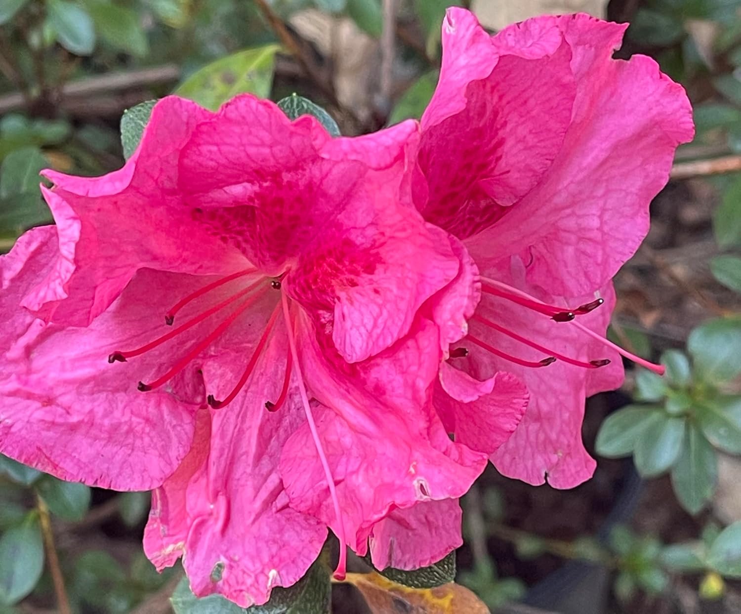 Autumn Rouge Encore Azalea