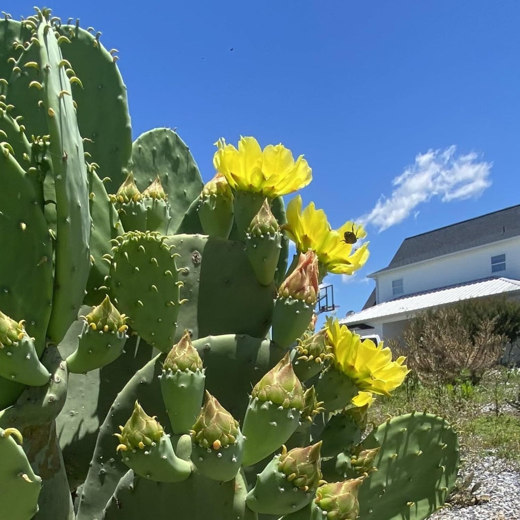 Spineless Prickly Pear Cactus Pad Cutting, Winter Hardy G64133