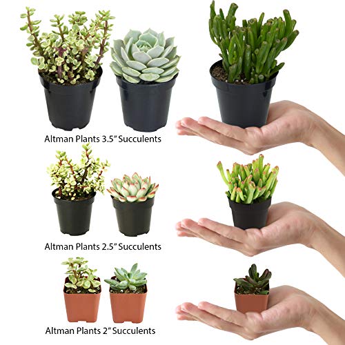 Assorted Cactus Plants Live Succulents (3 Pack) V512446