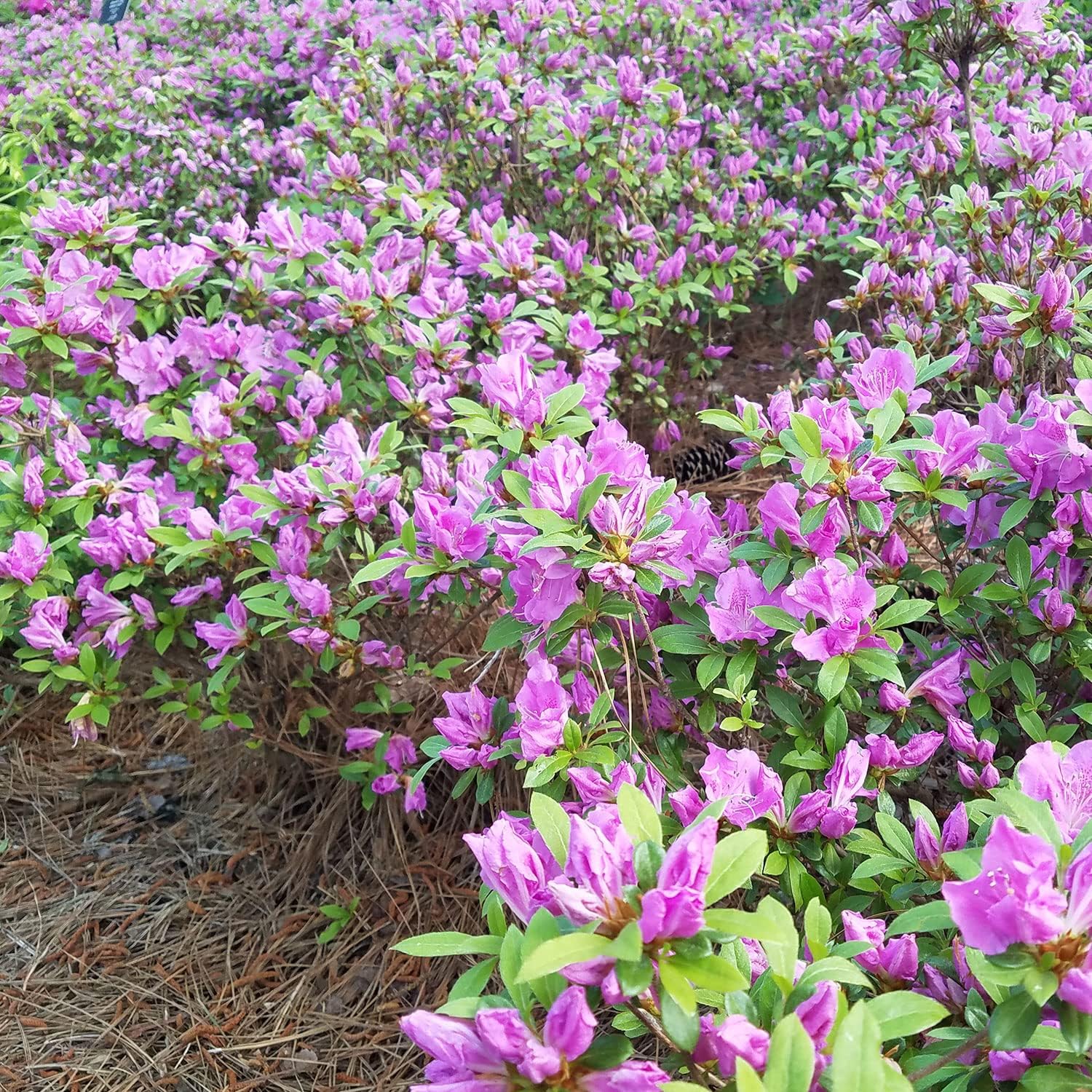 Purple Flowering Shrub, Full Sun Outdoor Plant Q9945