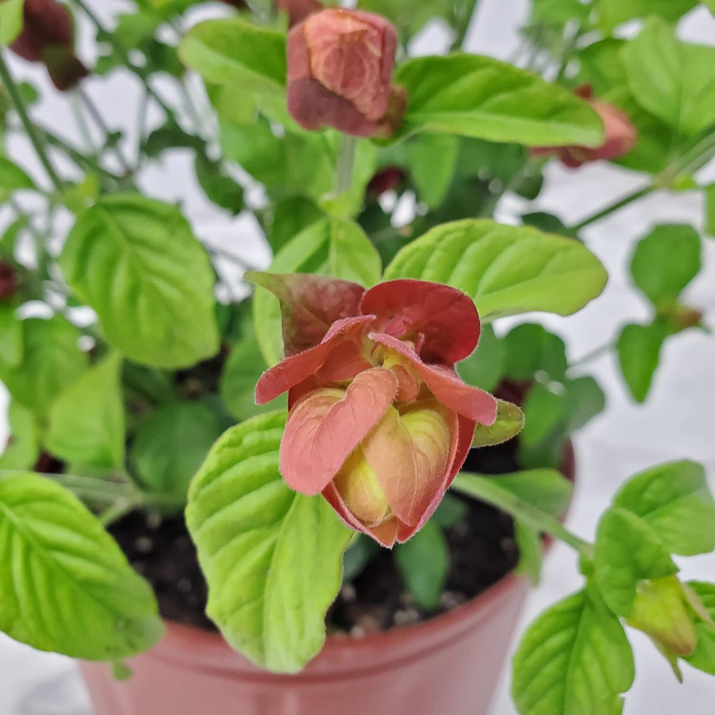 Red Shrimp Plant in Bush Form - 18" to 22" Height - Full Sunlight Z8956