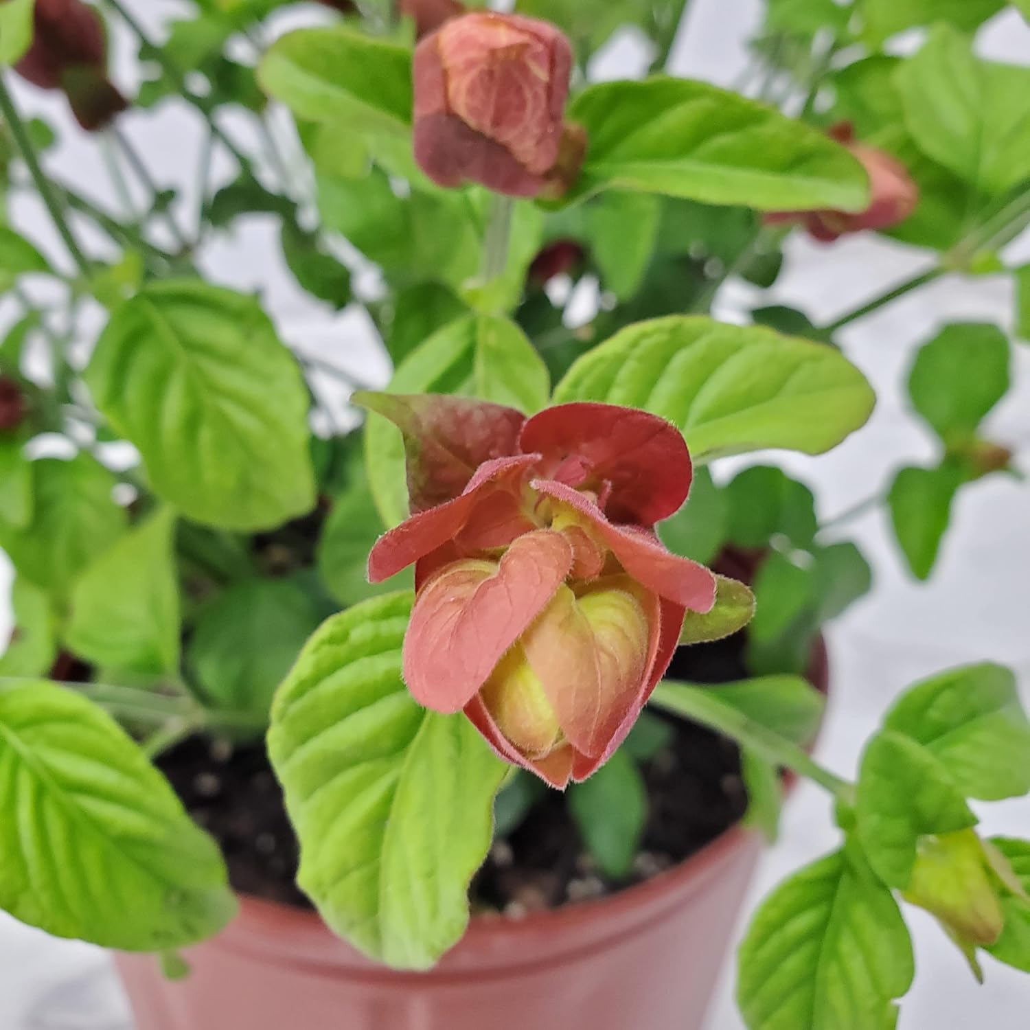 Red Shrimp Plant in Bush Form - 18" to 22" Height - Full Sunlight Z8956