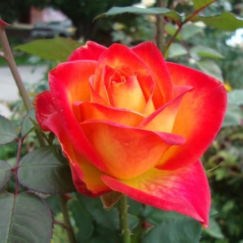 Double Rose Bush Live Plant with Soil 5-8 Inch Tall U115