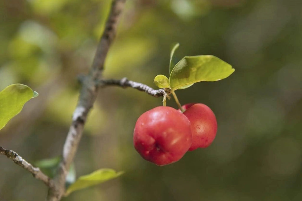 Barbados Cherry Tree Live Plant in 4 Inch Grower's Pot F452303