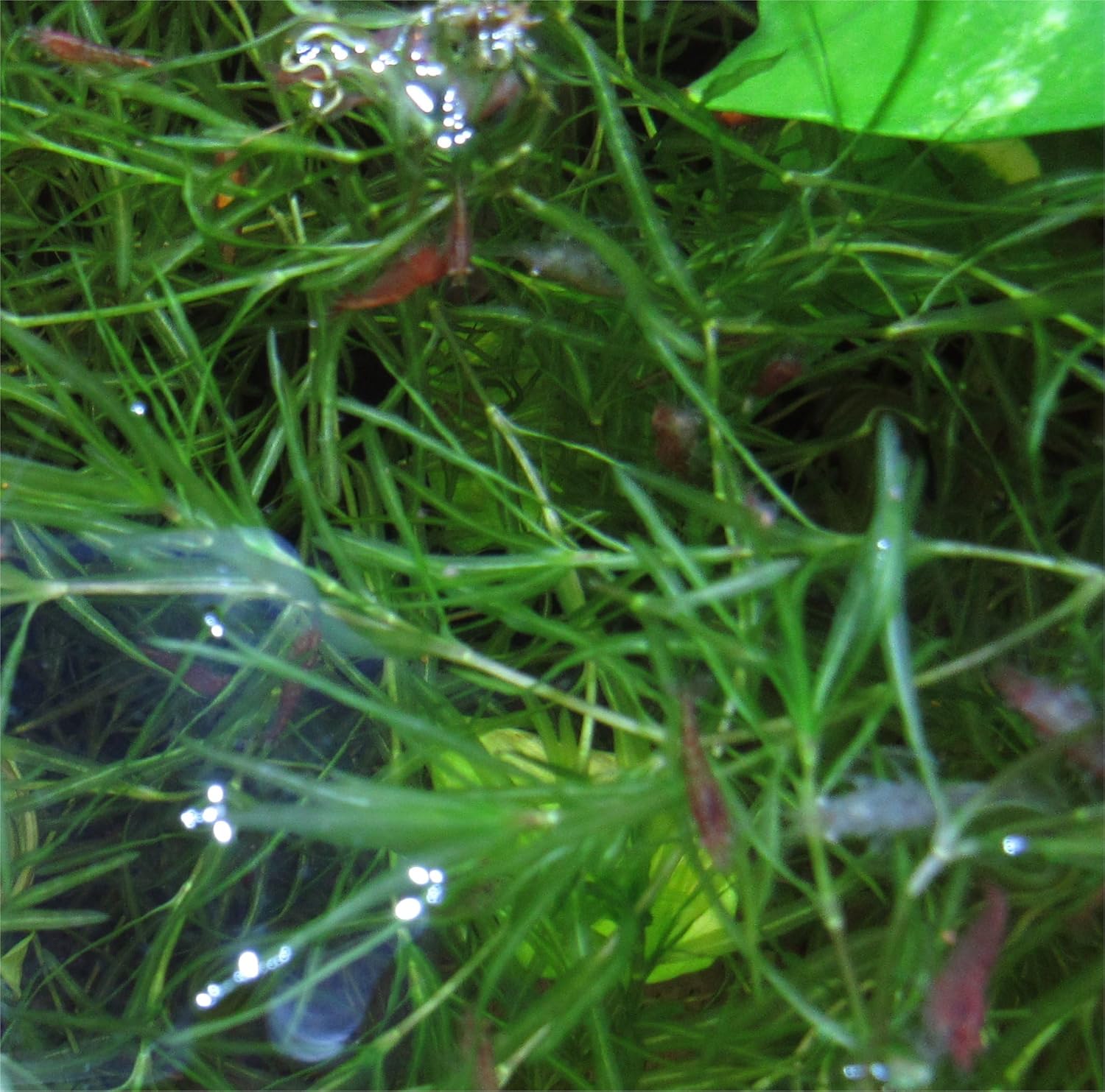 Red Cherry Shrimp Freshwater Aquarium Shrimp A923395