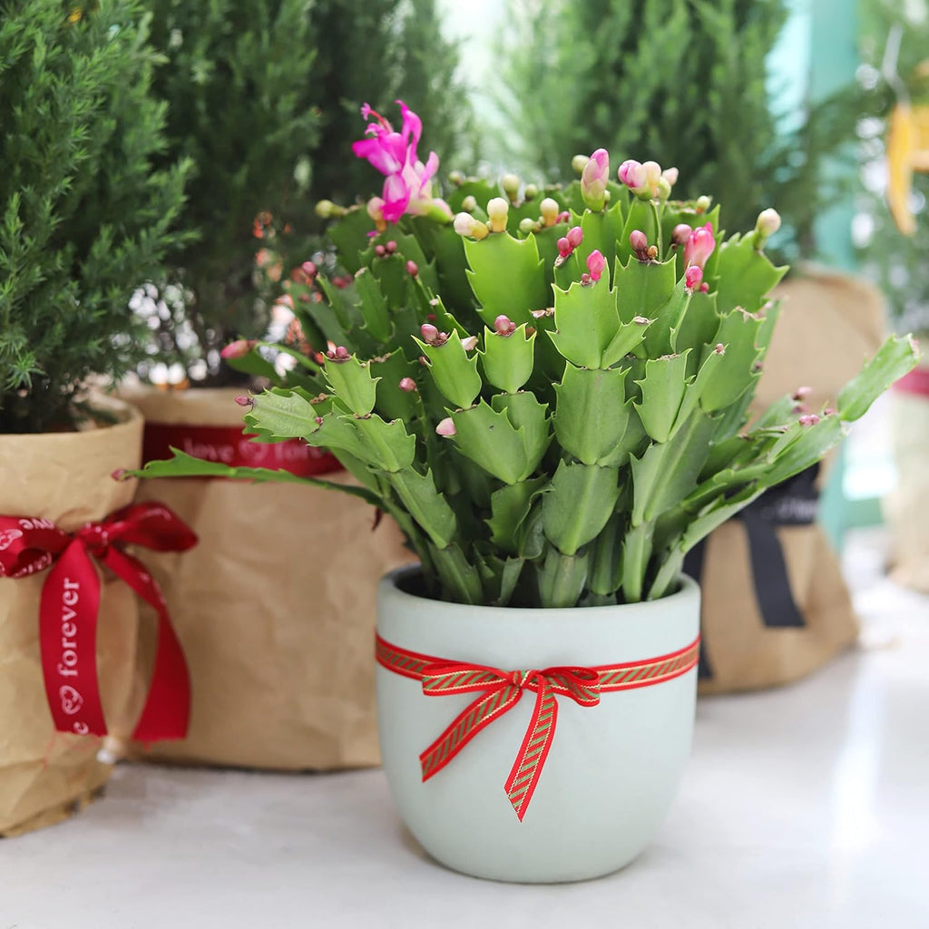 Live Cactus Plants Collection, 2 Inch, Hand Selected for Home Decor S355