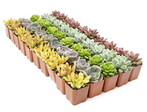 Live Succulent Plants (20 Pack) Assorted Potted House Plants D888124