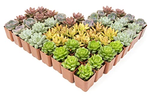 Live Succulent Plants (20 Pack) Assorted Potted House Plants D888124
