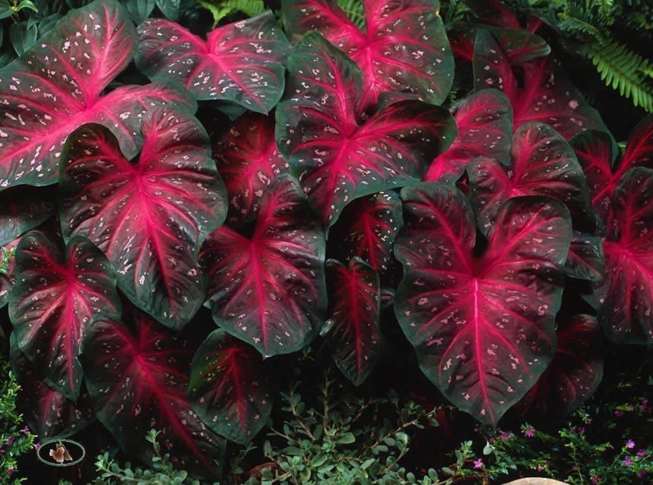 Caladium Red Flash Bulbs, Elephant Ears, Heat and Humidity Tolerant S63462