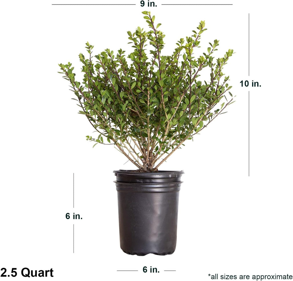 Japanese Holly Evergreen Shrub, Full Sun F92920