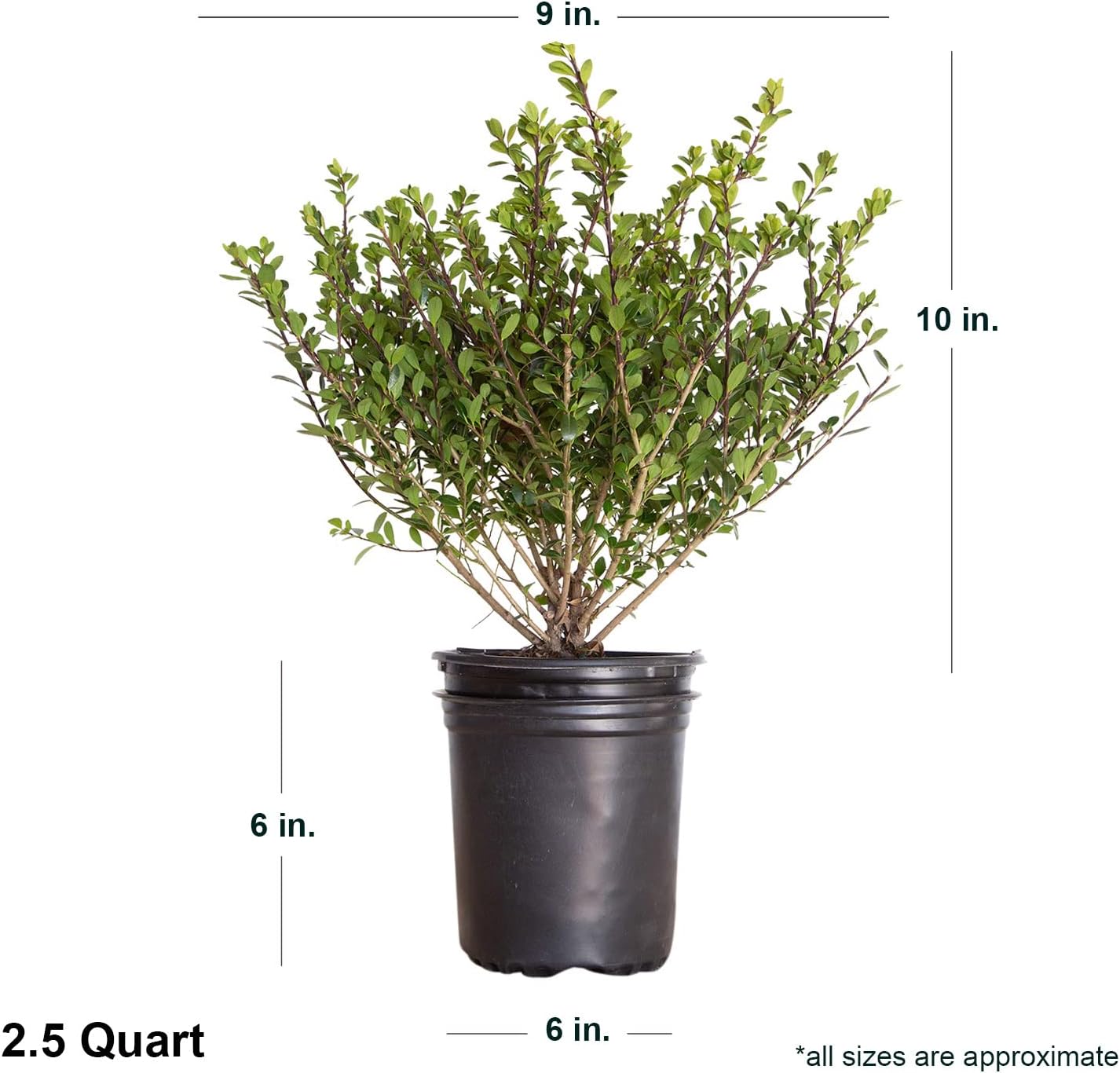Japanese Holly Evergreen Shrub, Full Sun F92920