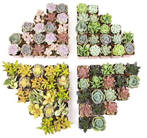 Live Succulent Plants (20 Pack) Assorted Potted House Plants D888124