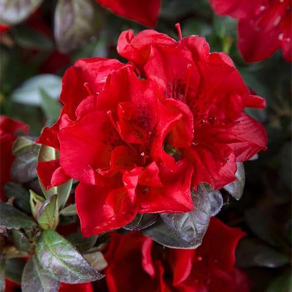 Brighter Blooms - Autumn Fire Encore Azalea Shrub, 3 Gal. - No Shipping to AZ