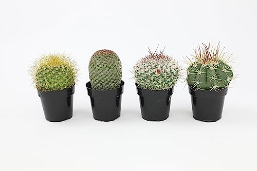 Assorted Cactus Plants Live Succulents (3 Pack) V512446