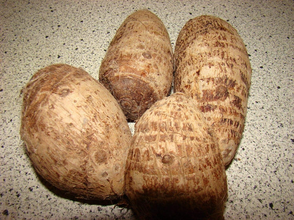 Colocasia gigantea Thailand Giant Elephant Ear Huge Leaf (3 Bulbs) F225059