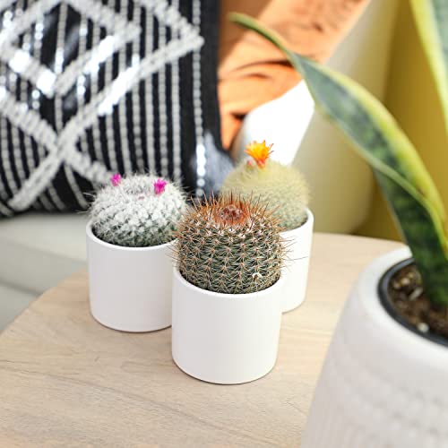 Assorted Cactus Plants Live Succulents (3 Pack) V512446