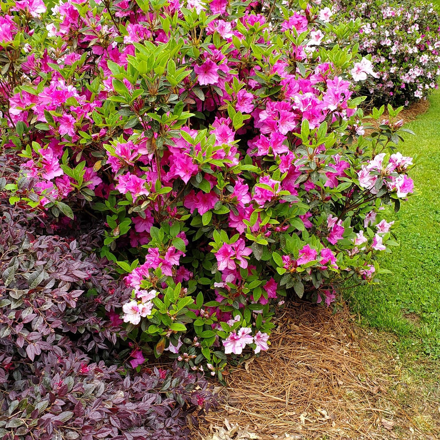 Autumn Twist Azalea Pink Flowering Shrub Outdoor Plant C672858