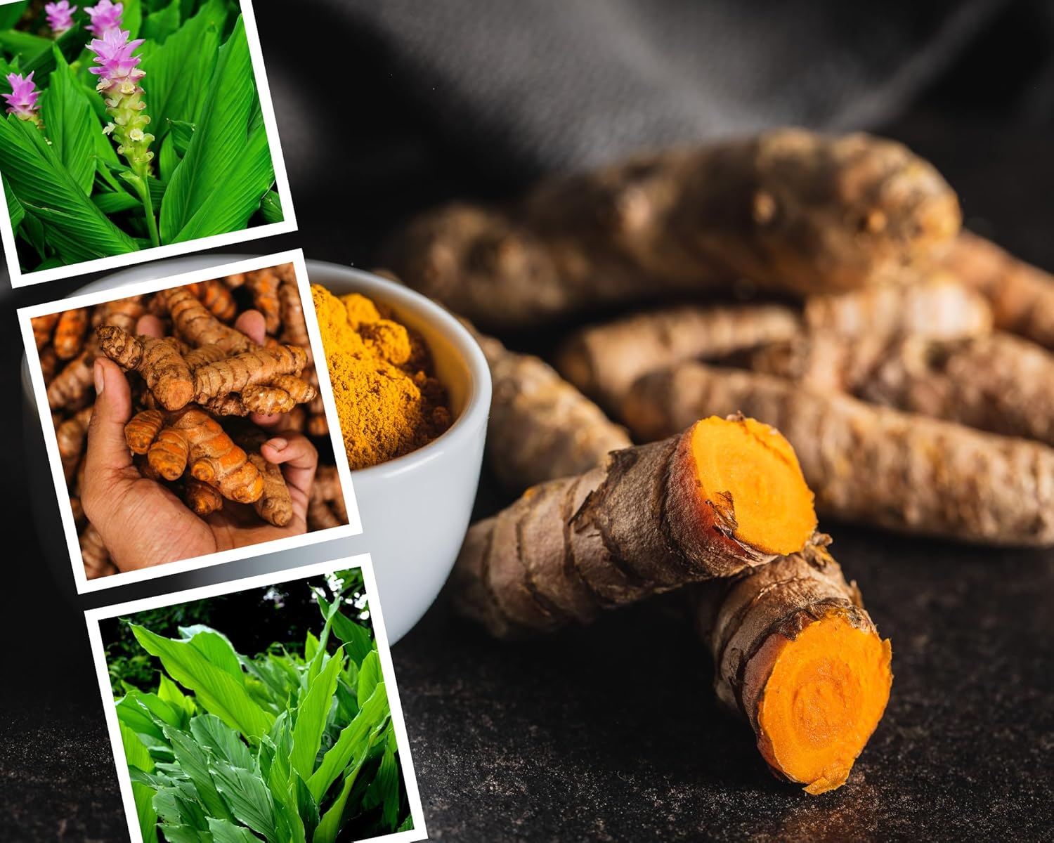 Fresh Turmeric Roots for Planting, Raw Yellow Turmeric Rhizomes A8591