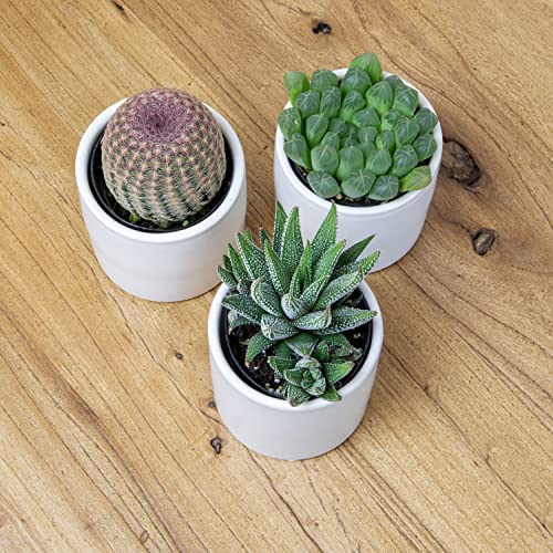 Succulent Plants in Pot Set (3 Pack), Indoor Cactus Houseplants C29242