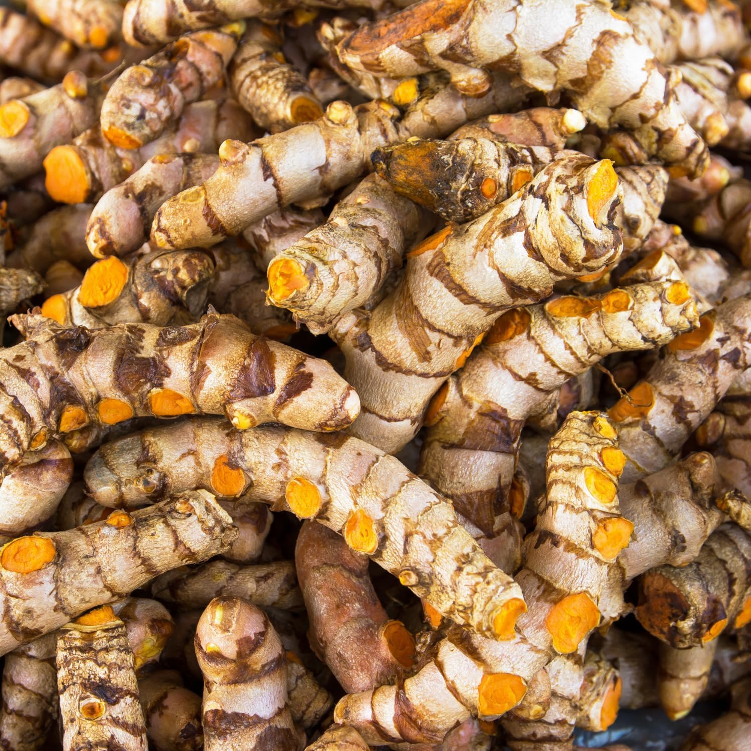 Fresh Turmeric Roots for Planting, Raw Yellow Turmeric Rhizomes A8591