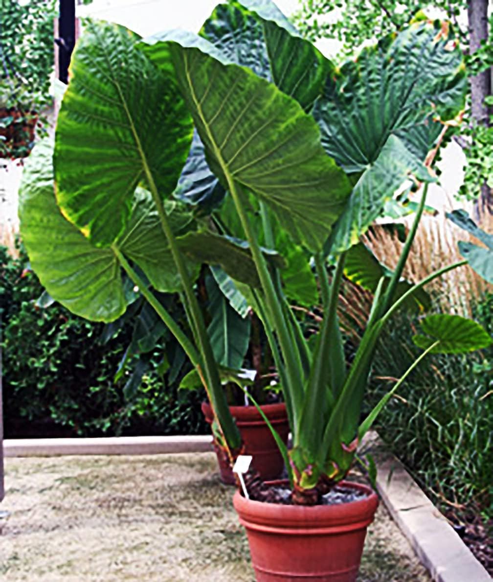 Elephant Ear Bulb - Alocasio Upright Form - Marde Ross & Company