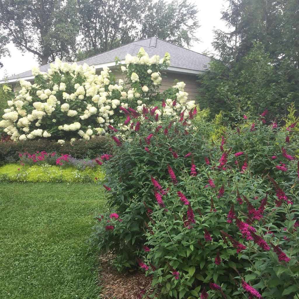 Pink and Red Buddleia 2 Gal Y54201
