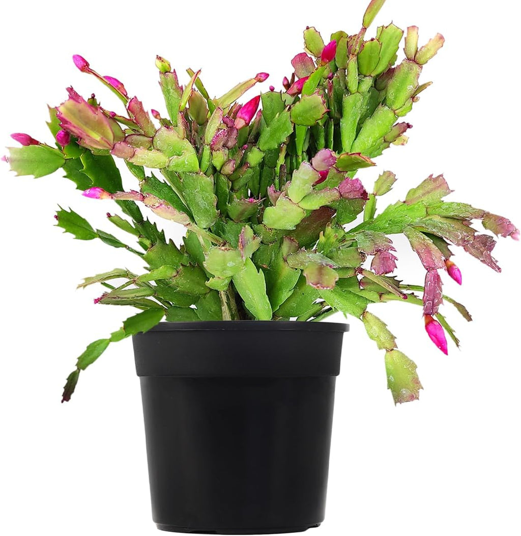 Christmas Cactus in 4-Inch Plastic Pot, Live Indoor Plant K794368