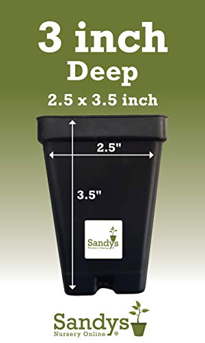 Green Giant Arborvitae Shrub, Quart Pot H3081