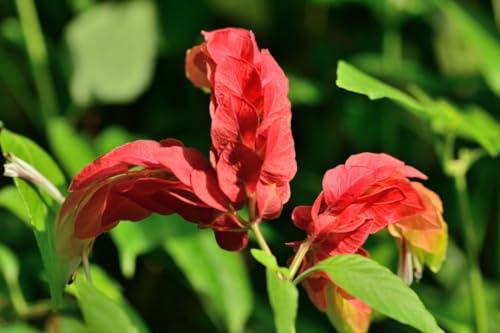 2 Live Shrimp Plants, Yellow Shrimp Plant, 5 Inches Tall Seedling R3825