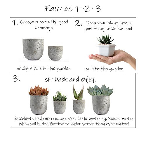 Assorted Cactus Plants Live Succulents (3 Pack) V512446