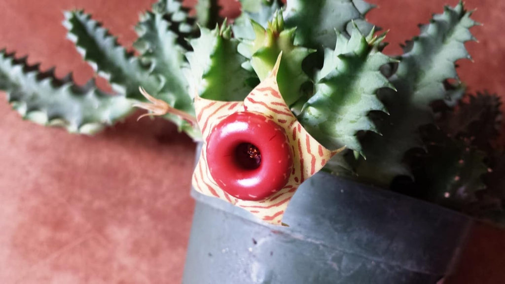 Cactus Succulent in 4 Inch Pot S2950