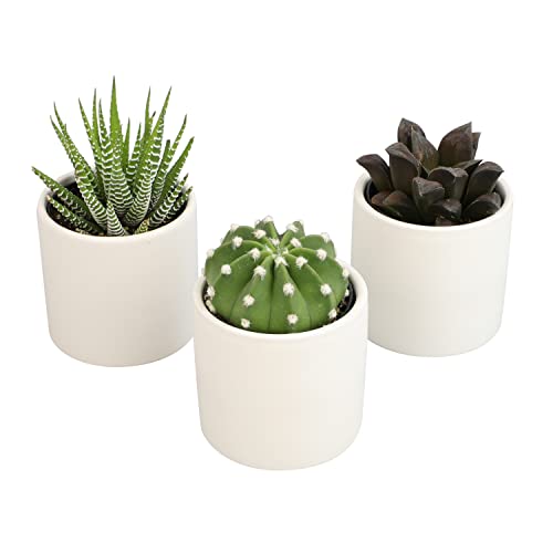 Succulent Plants in Pot Set (3 Pack), Indoor Cactus Houseplants C29242
