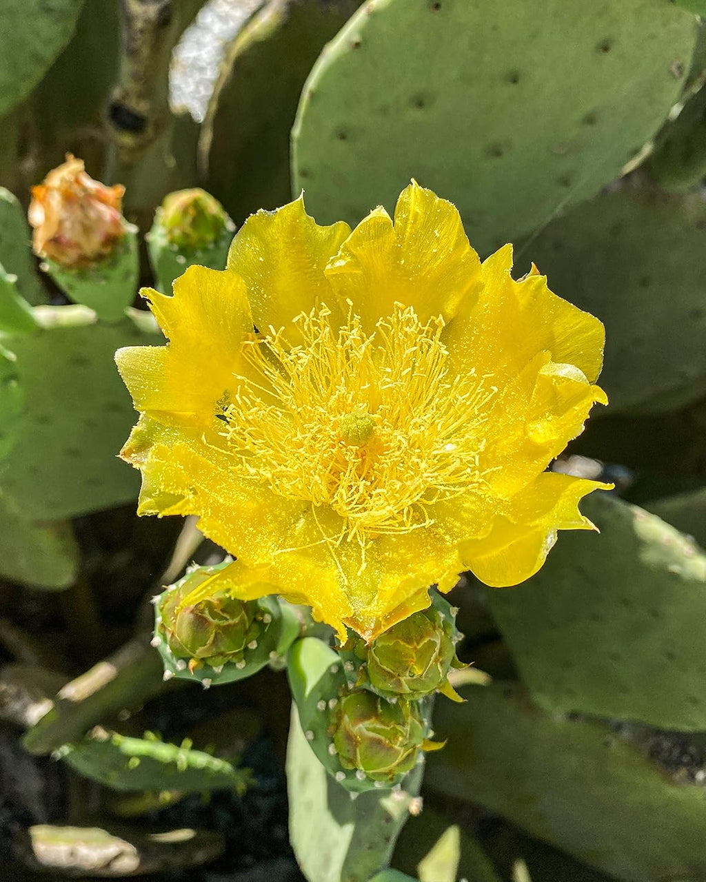 Spineless Prickly Pear Cactus Pad Cutting, Winter Hardy G64133