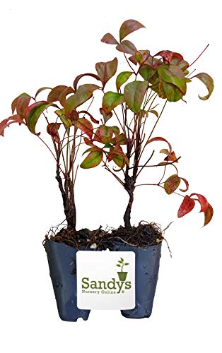 Dwarf Firepower Starter Plant, Lot of 2 E984