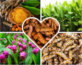 Fresh Turmeric Roots Bulk Raw Yellow Turmeric Rhizomes to Grow, 1Lb Curcuma Longa Ginger Bulbs, Live Turmeric Roots for Planting Indoors Outdoors