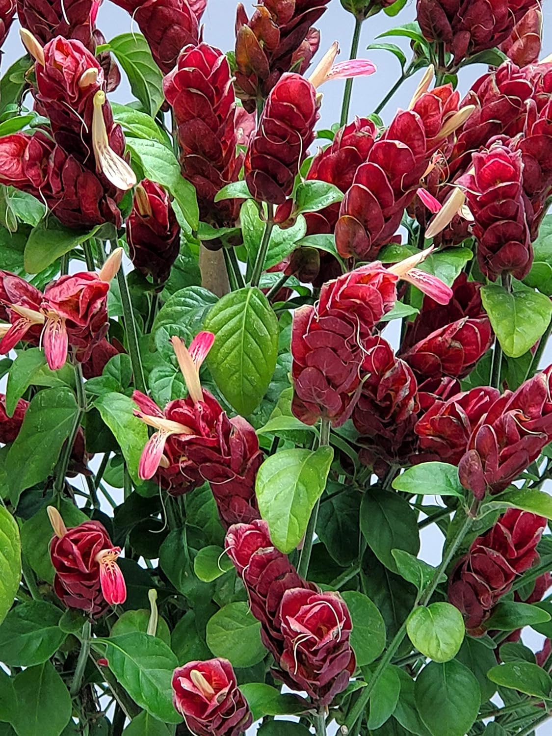 Braided Shrimp Tree Red Flowers 36-42 in Tropical Plant B319226