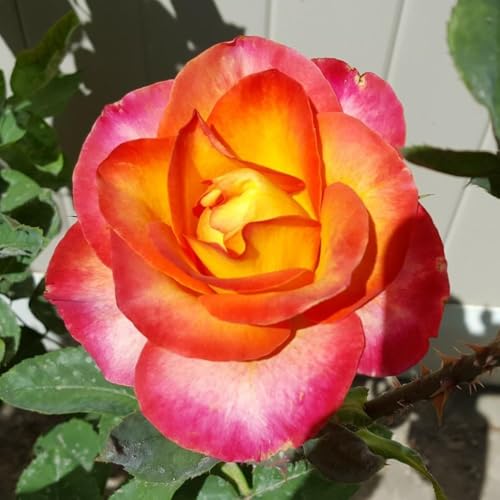 Double Rose Bush Live Plant with Soil 5-8 Inch Tall U115