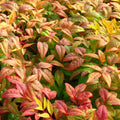 Cottage Hill 1 Piece Nandina 'Firepower' Evergreen Plant, 3 Quart Trade Gallon pot