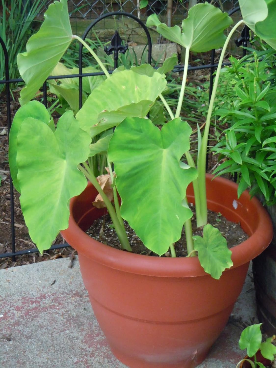 5 Beautiful Elephant Ear Colocasia Tropical Plant Bulbs H971
