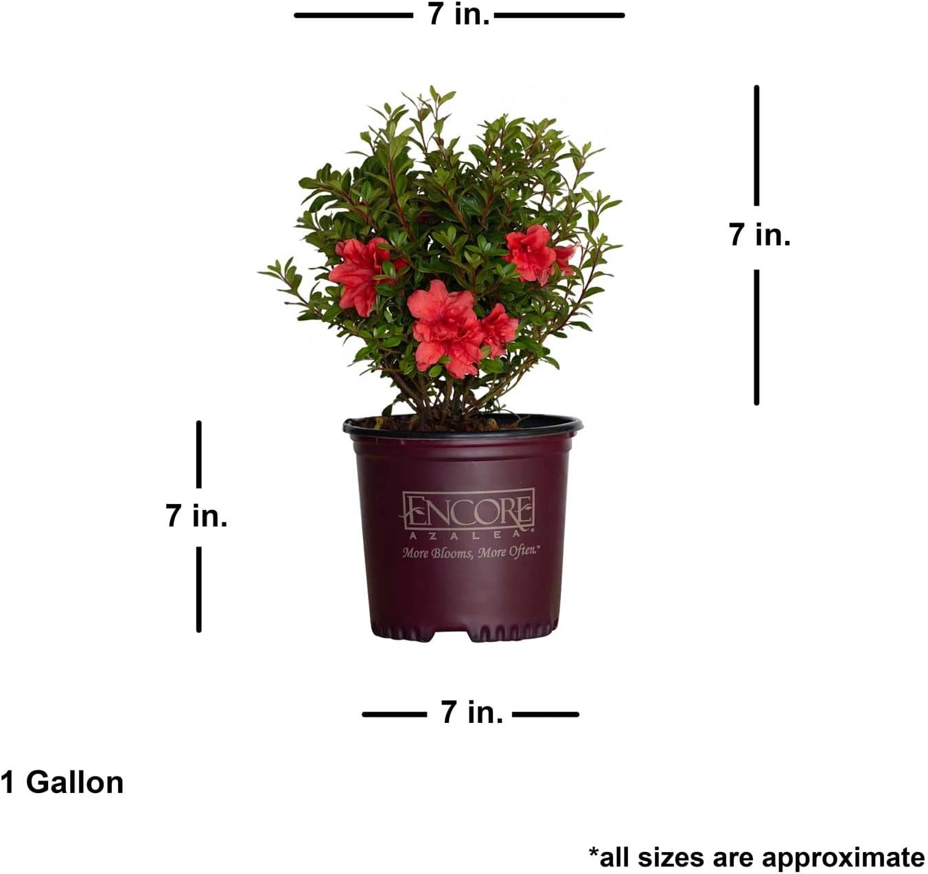 Pink Flowering Shrub, Full Sun Outdoor Plant X483134