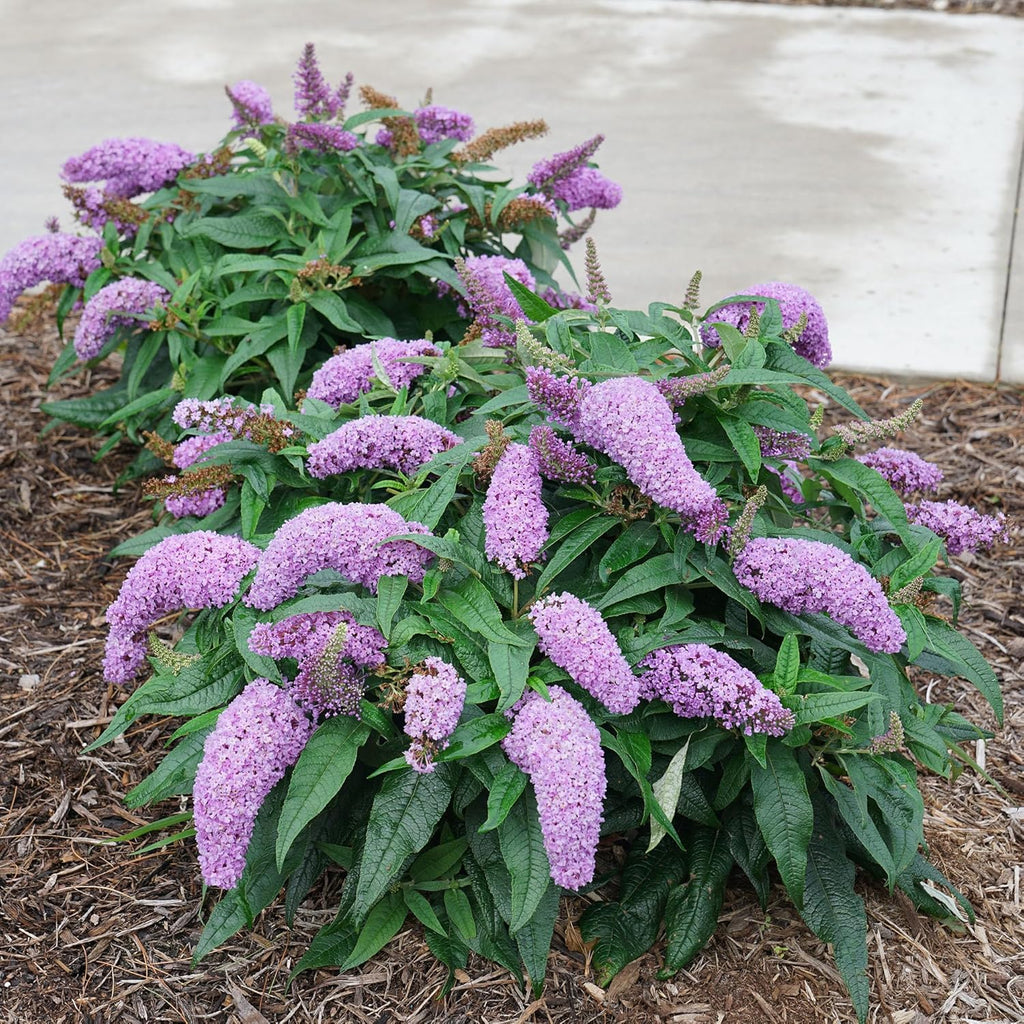 Purple Buddleia Butterfly Bush, 2 Gallon W247190