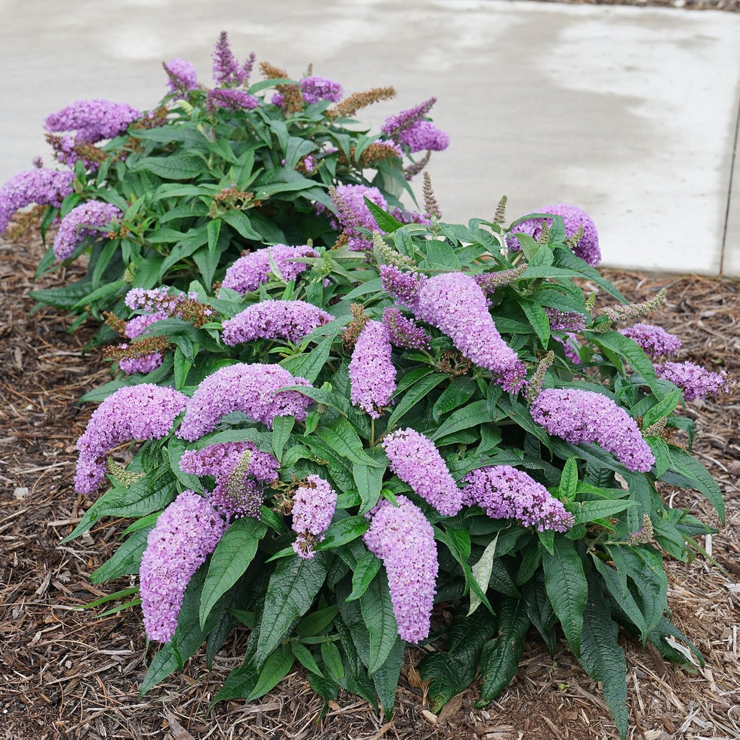 Purple Buddleia Butterfly Bush, 2 Gallon W247190