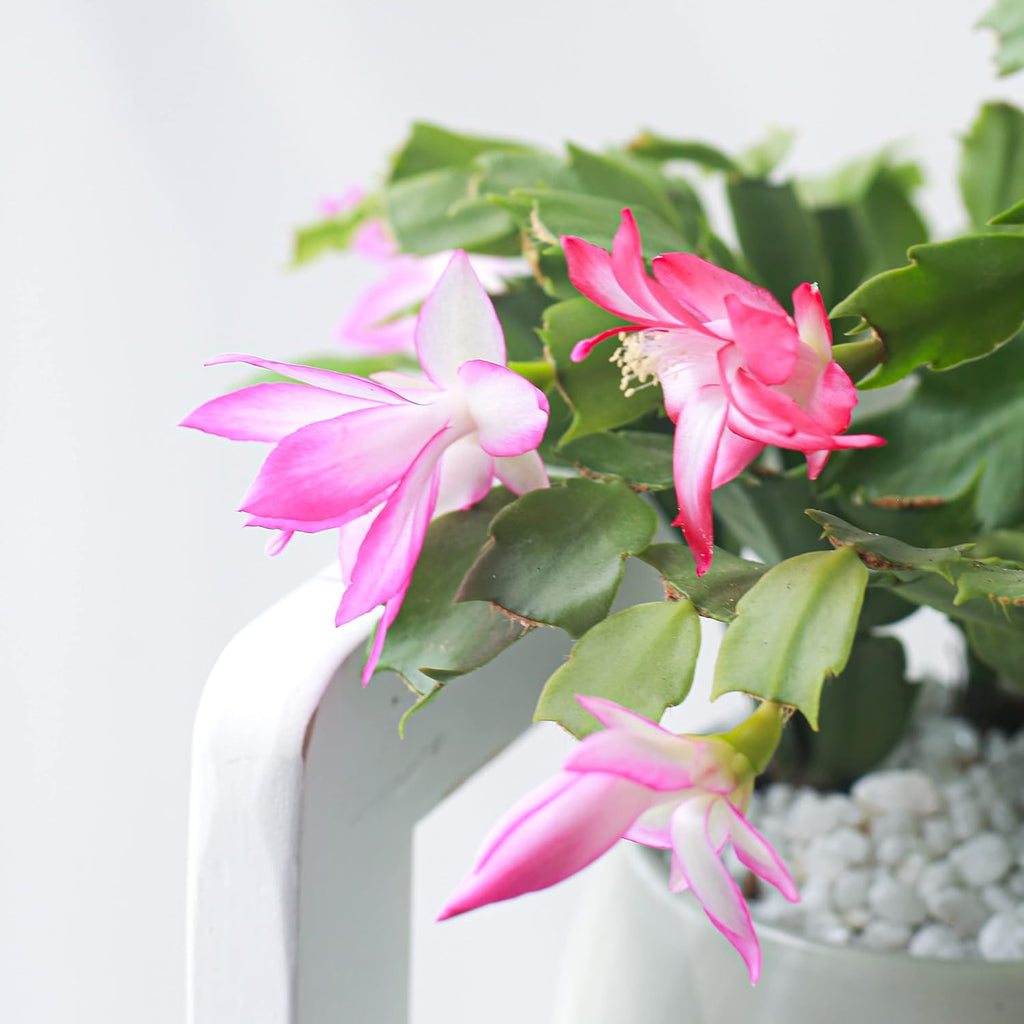 Live Cactus Plants Collection, 2 Inch, Hand Selected for Home Decor S355