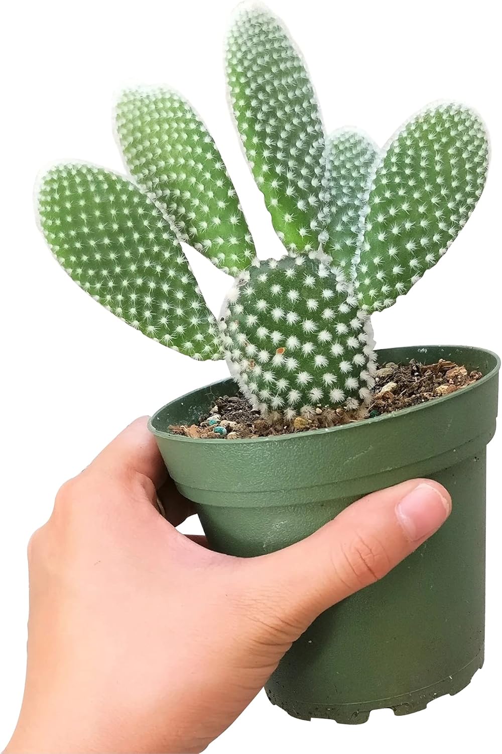 Live Cactus Plants Collection, Angel Wing Cactus Opuntia Microdasys (4 inch) P57631