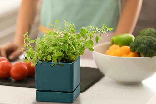 4 Inch Plastic Herb Planter Pot with Drainage Holes and Saucer, White, Set of 3 V50113