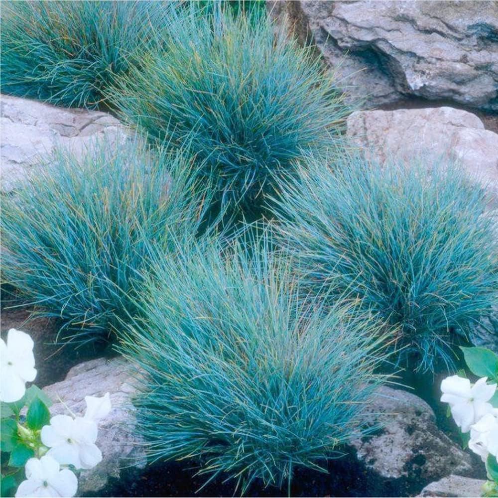 QAUZUY GARDEN 50 Seeds Blue Fescue Grass Seeds Ornamental Grass/Showy Blue-Green Ground & Lawn Cover/Perennial Festuca/Drought Tolerant/Easy Grow&Maintain