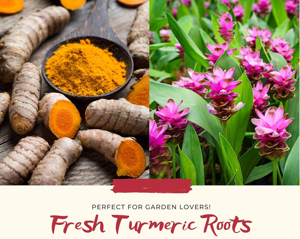 Fresh Turmeric Roots for Planting, Raw Yellow Turmeric Rhizomes A8591