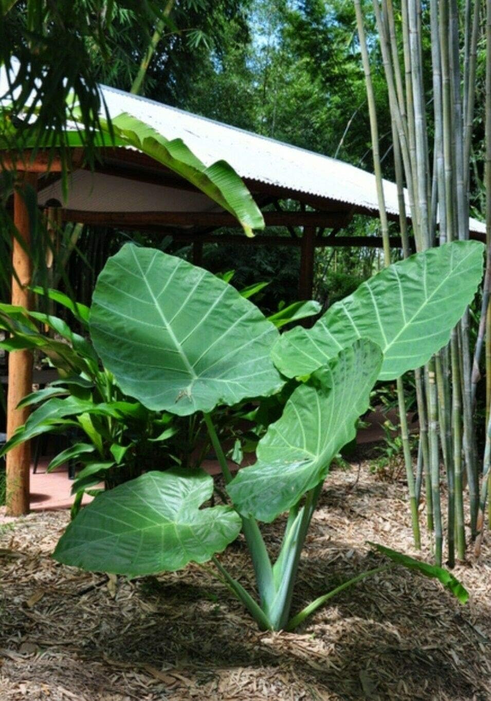 Colocasia gigantea Thailand Giant Elephant Ear Bulbs F190